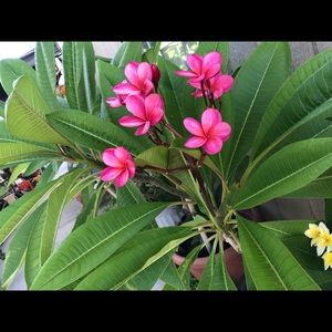 Meet your Posher, Maribel